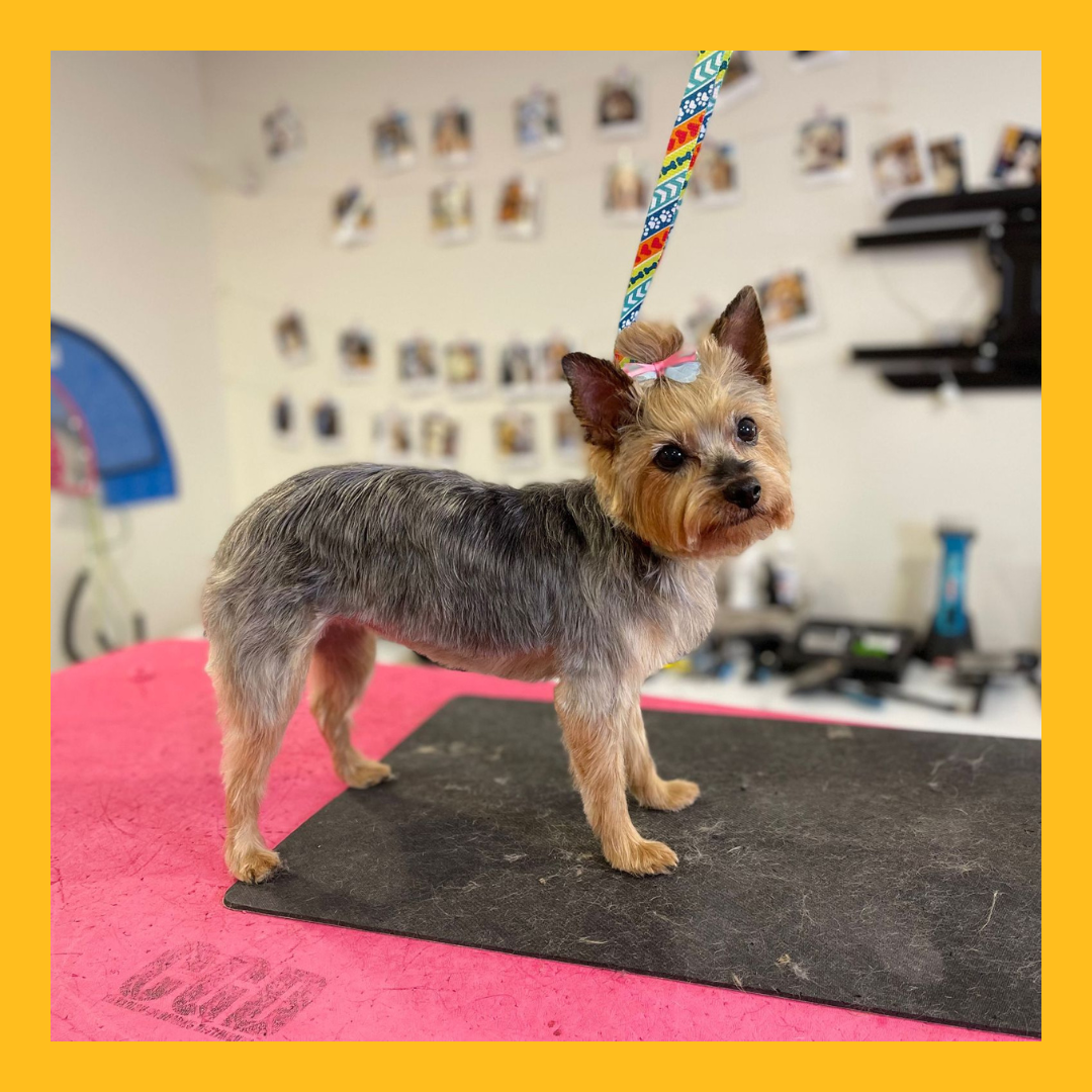 Ritz Professional Cat and Dog Groomer