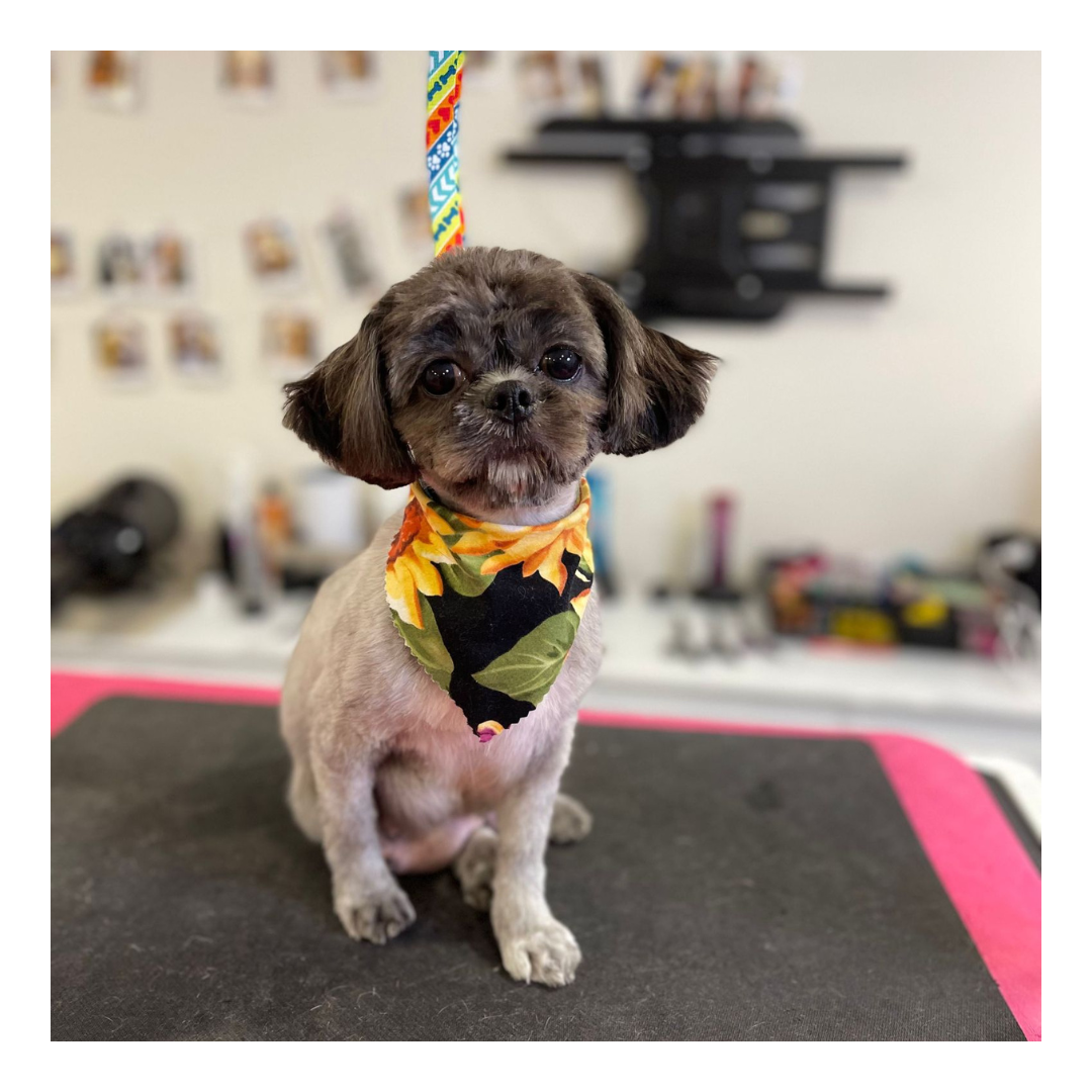 Ritz Professional Cat and Dog Groomer