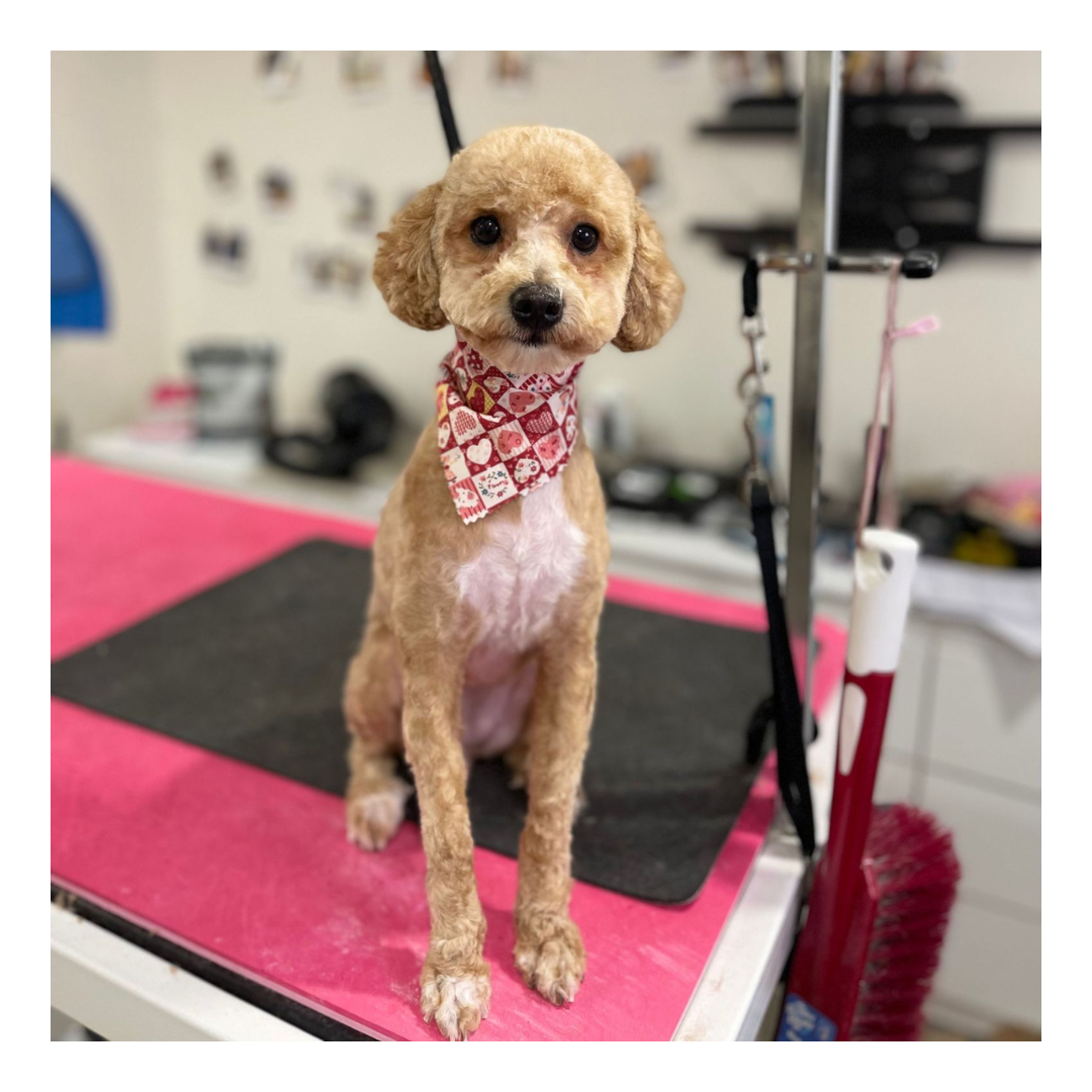 Ritz Professional Cat and Dog Groomer
