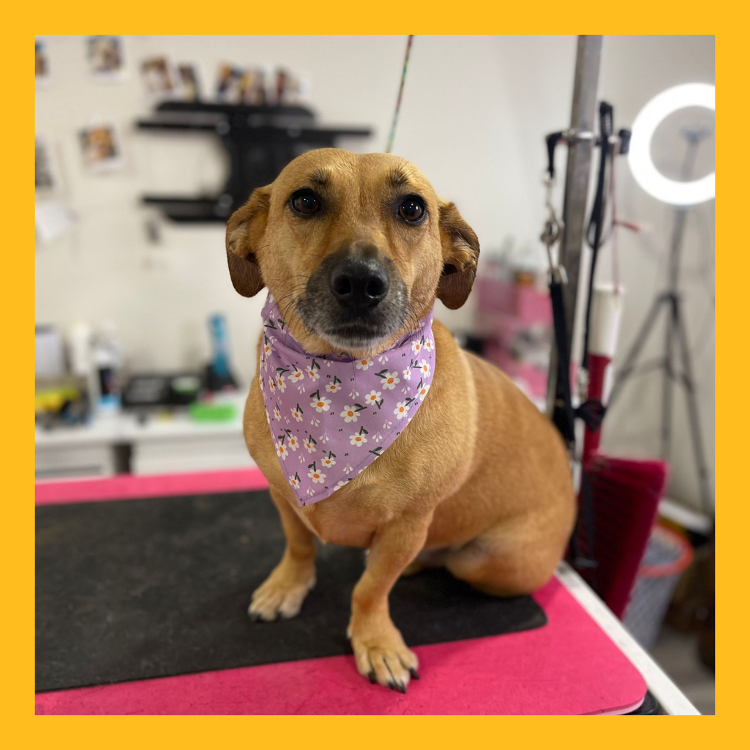 Ritz Professional Cat and Dog Groomer