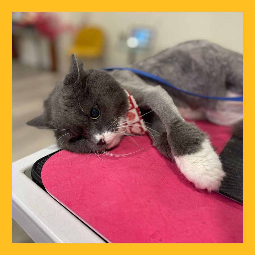 Ritz Professional Cat and Dog Groomer