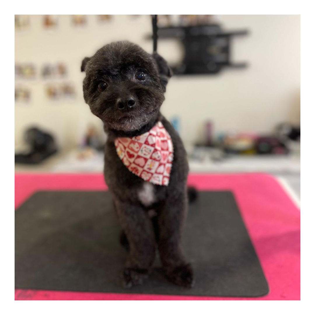 Ritz Professional Cat and Dog Groomer