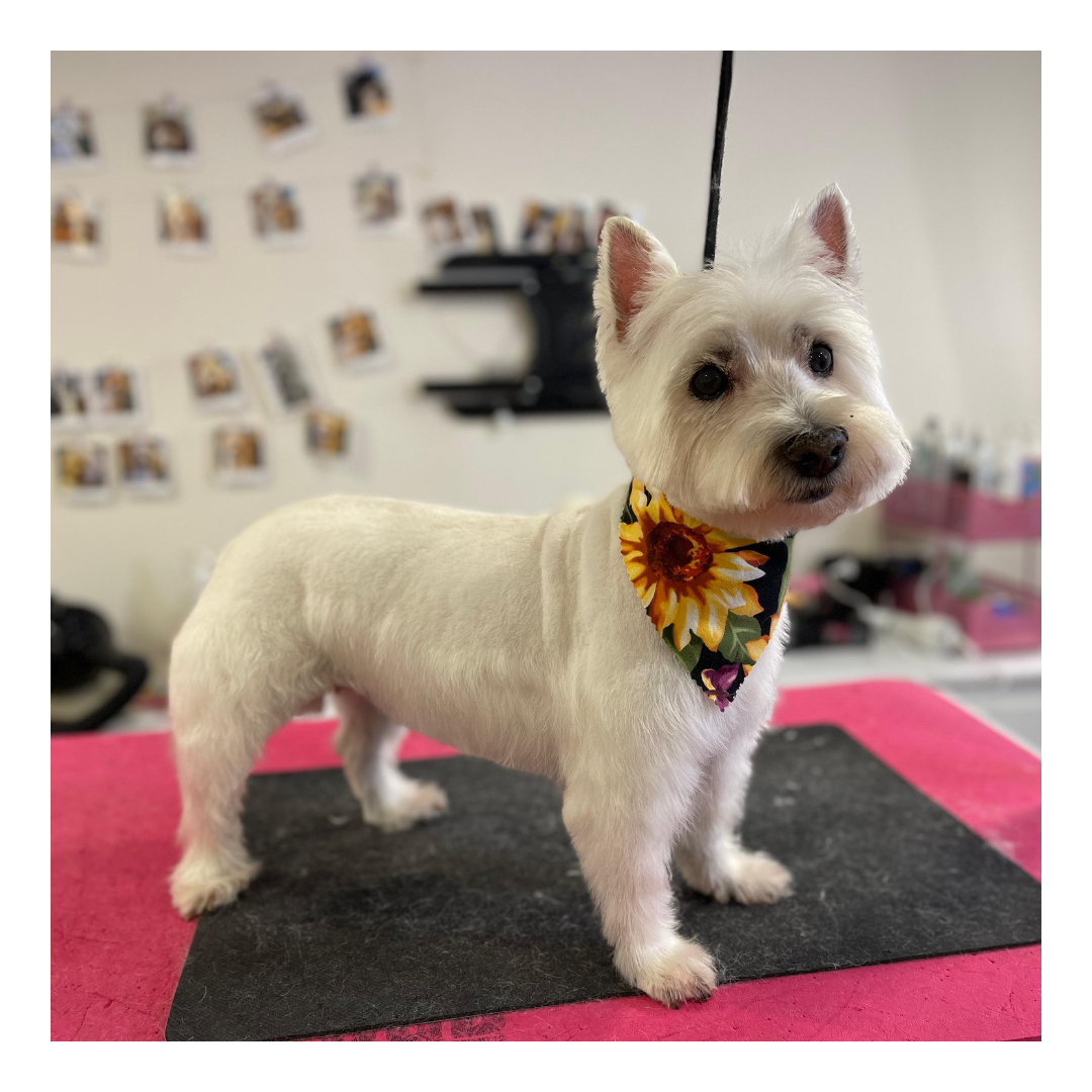 Ritz Professional Cat and Dog Groomer