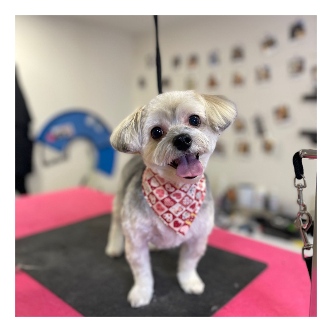 Ritz Professional Cat and Dog Groomer