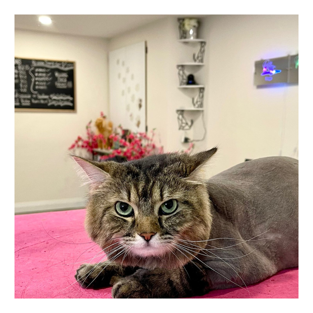 Ritz Professional Cat and Dog Groomer