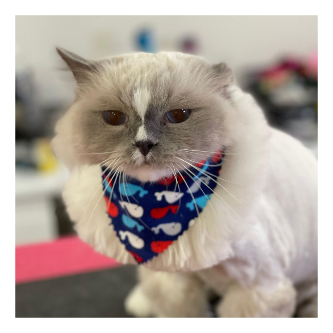 Ritz Professional Cat and Dog Groomer